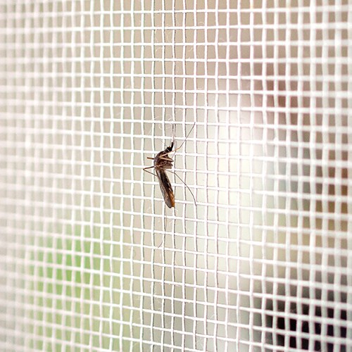 Un moustique est assis à l'extérieur sur une moustiquaire
