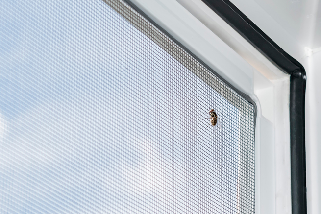 Moustiquaire dans une fenêtre PVC avec une mouche