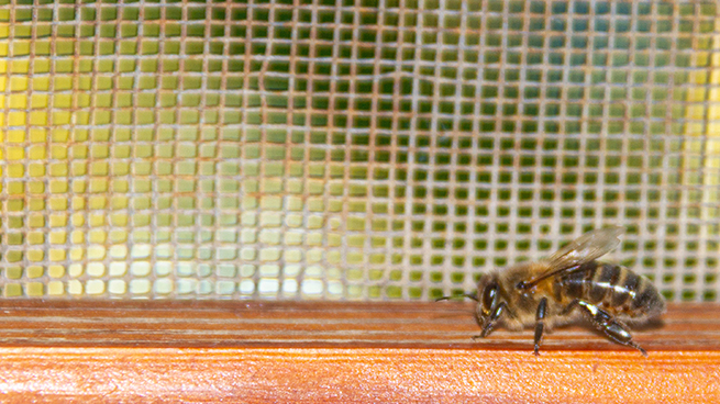 Eine Biene sitze vor einem Fliegengitter auf einem Fensterrahmen