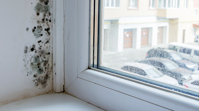 Schimmel am Fenster was kann man dagegen tun