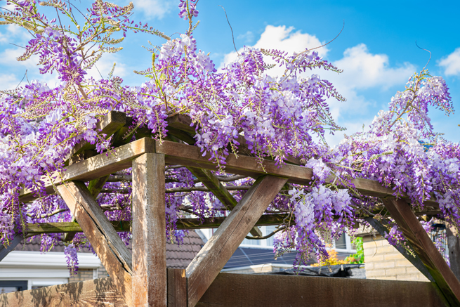 Holzpergola mit Blauregen bewachsen