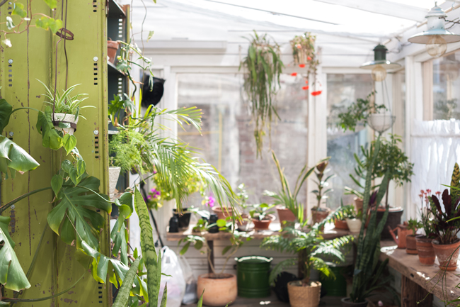 Ein heller Wintergarten mit vielen Pflanzen