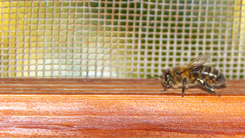 Une abeille se promène à l'intérieur d'une fenêtre en bois devant une moustiquaire