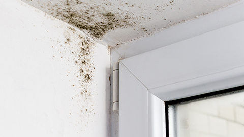 Verursachen neue Fenster Schimmel