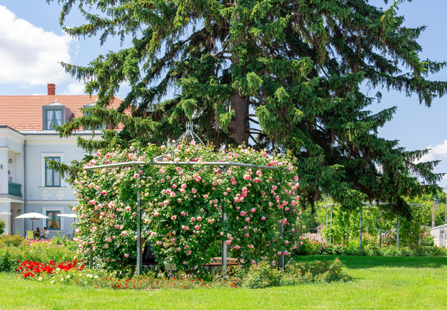Kletterrosen als Sichtschutz an einer Pergola