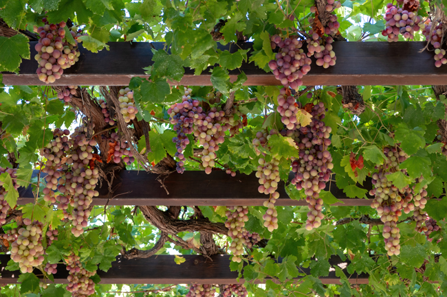 Weintrauben hängen ein einem mit Wein begrünten Pergola-Dach