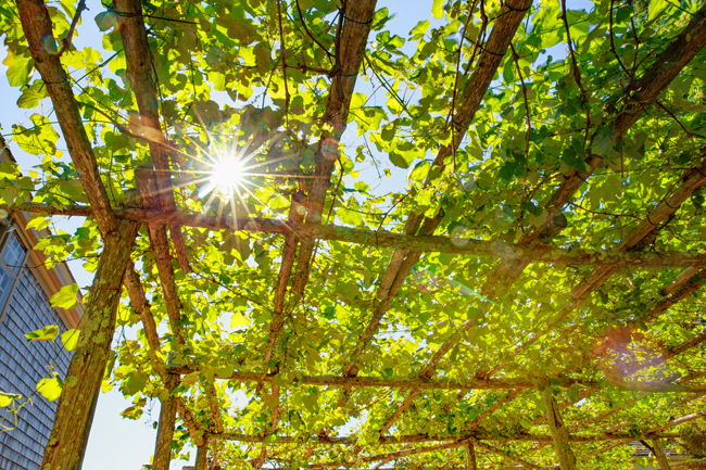 Ein begrüntes Pergola-Dach als Sonnenschutz
