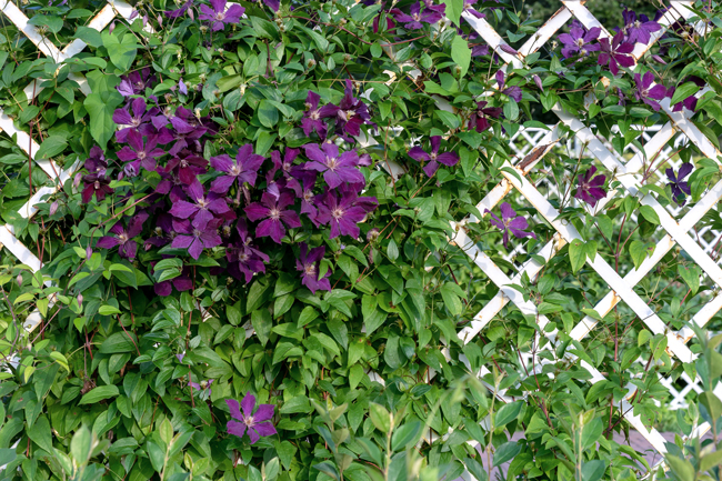Pergola mit Clematis bepflanzen