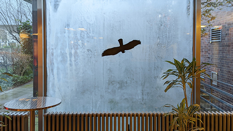 Protection des oiseaux dans la véranda